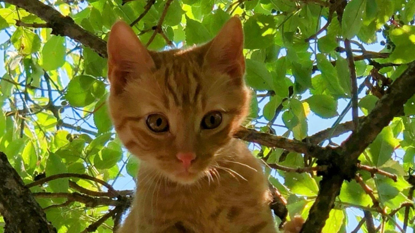 Jack