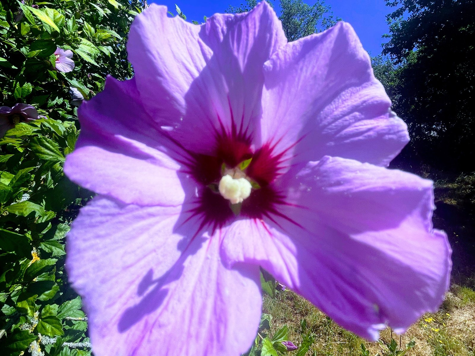 Hibiskus Flower