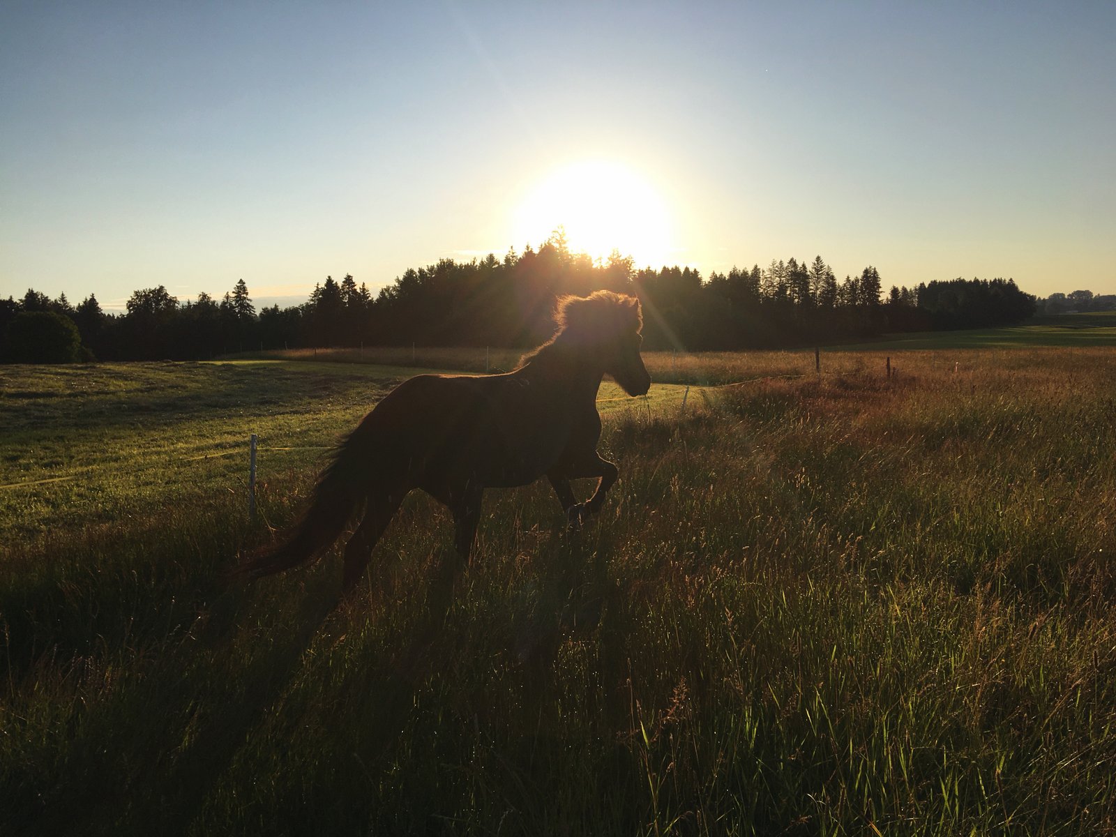 Pferde bei Sonnenuntergang